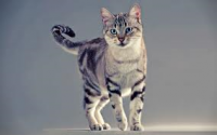 Amerikaanse korthaar (American shorthair of Domestic shorthair)